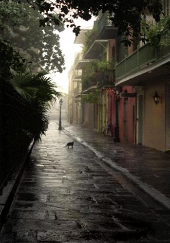 Pirate Alley Cat<br>limited edition photograph <br>iconic photo <br>overhanging tree limbs were blown down <br>by hurricane Katrina <Br>signed and numbered<br>11" x 14" $110.00, 16" x 20" $165.00