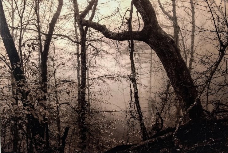 Wooded Intrigue<br>limited edition photo signed and numbered<br>11" x 14" 110.00, 16" x 20" 165.00, S/ $18.00